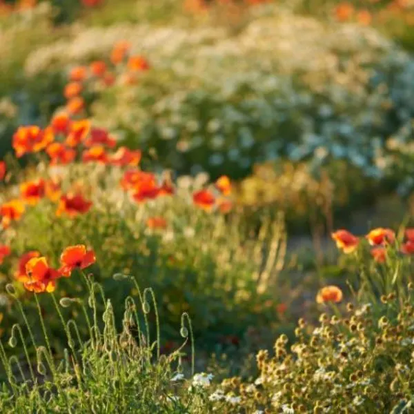 wildflowers-in-bloom-beautiful-wildflowers-growing-in-a-sunny-meadow