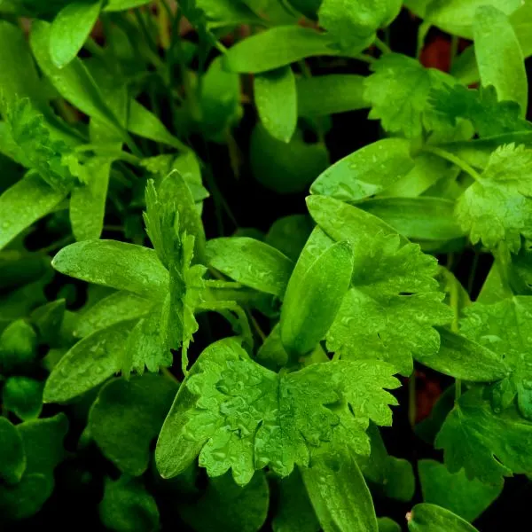 Young leaves of cilantro plant