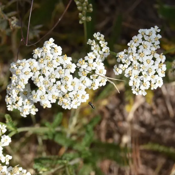 A closeup of white yarrow flowers
