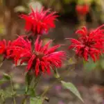Bee balm flowers close up