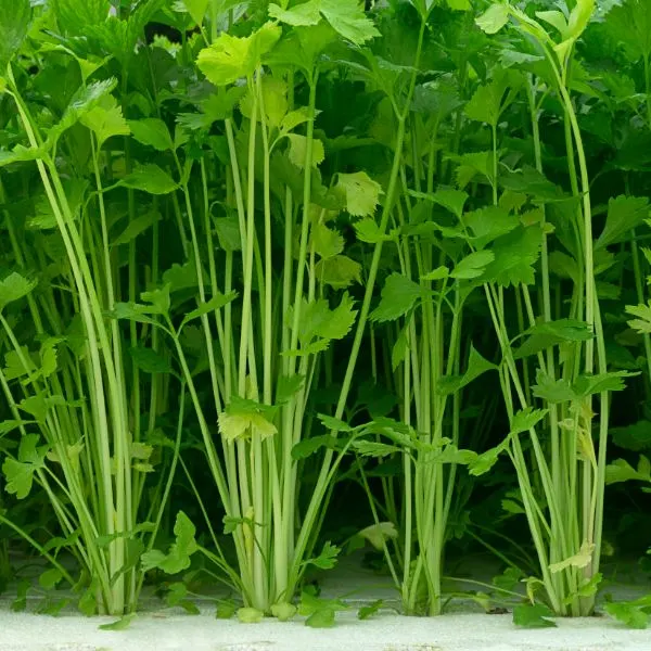 Celery grown hydroponically with thin stalks