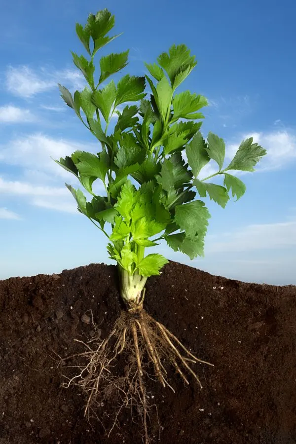 Celery with roots shown in dirt