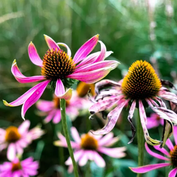 Close up of coneflowers in bloom by Bodi