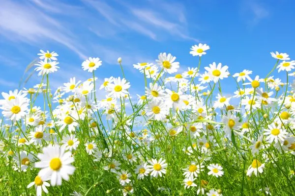 Daisies growing in the field