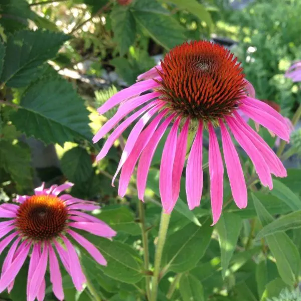 Echinacea close up with pedals hanging down by Anne Bro