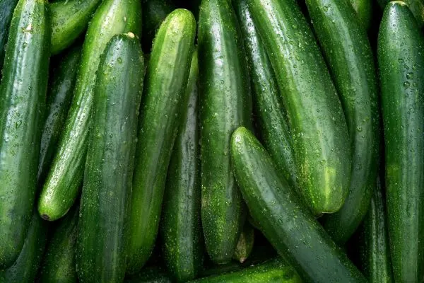 Fresh cucumbers close up