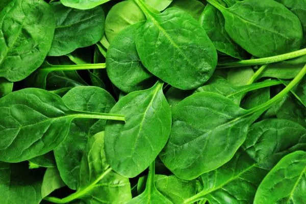 Fresh spinach close up