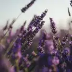 Lavender growing in the field
