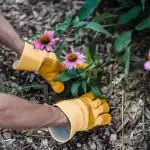 Person planting two Echinacea side by side with two yellow gloves on by Lara Jameson