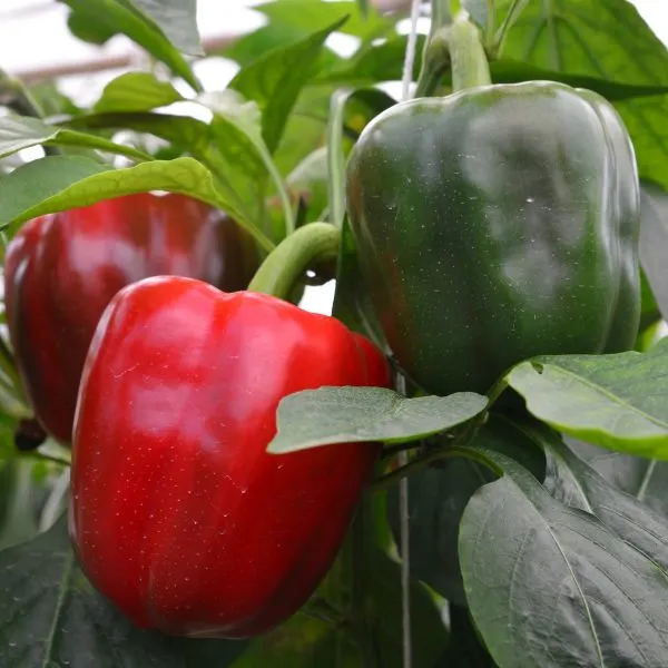 2 ripe red bell peppers with one starting to turn red from green