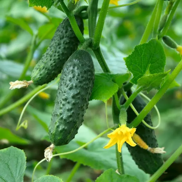 3 cucumbers on vine with flower