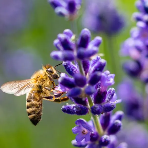 ,companion plants for lavender,a Bee pollinating lavender flower close