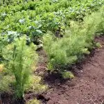 A row of fennel growing in a field