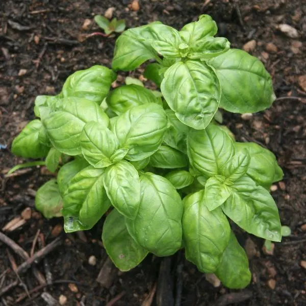 Basil plant alone in plant bed