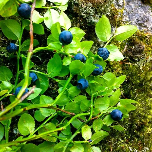 Blueberries on a vine ready to be picked