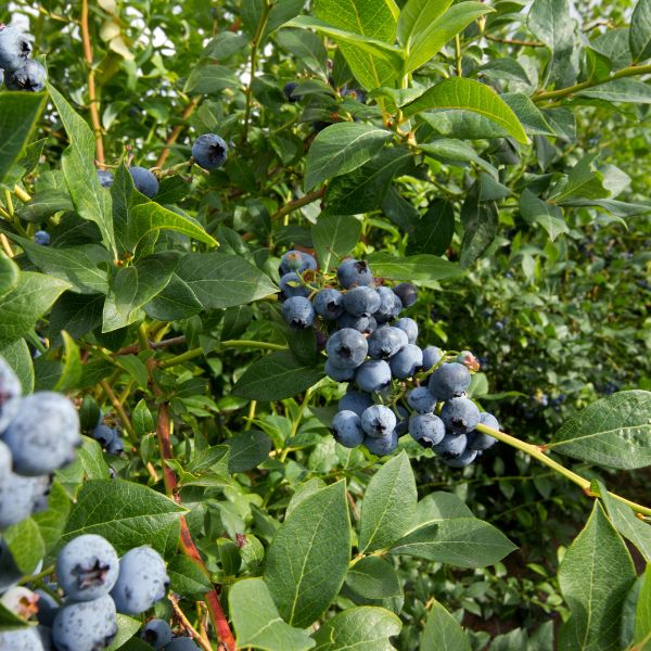 Blueberries ready to be picked