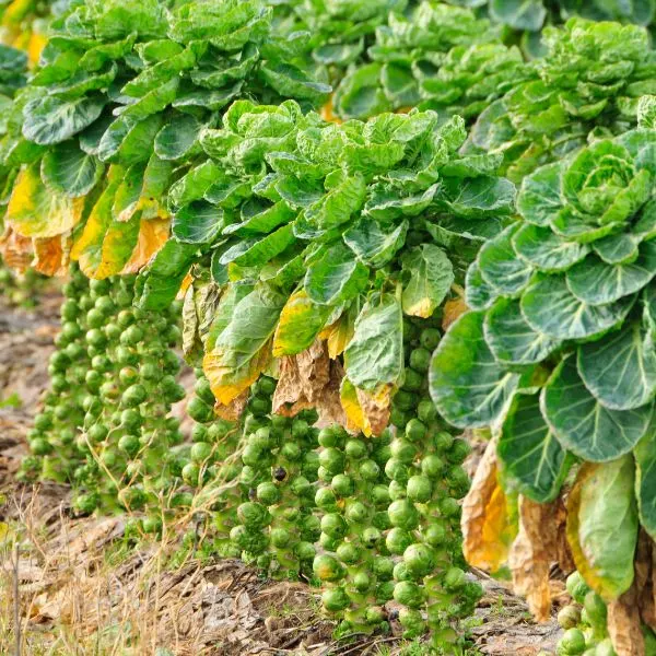 Brussel Sprouts growing in a field on a farm
