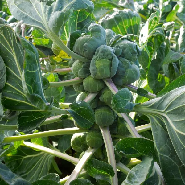 Brussel Sprouts on plant in field