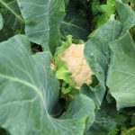 Budding head of cauliflower with leaf partially folded over