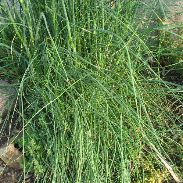 Bunch of chives growing near a beach