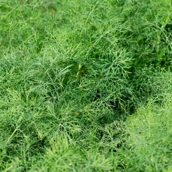 Bunch of dill with water drops on it