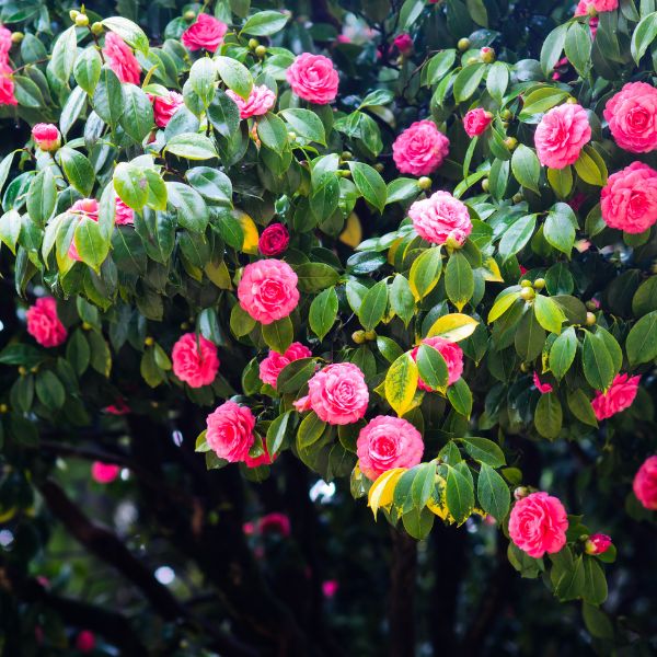 Camellia bush with flowers