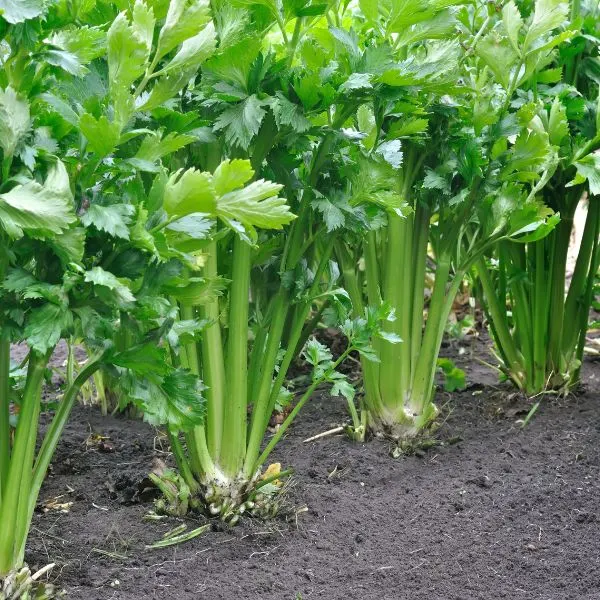 Celery growing in a field
