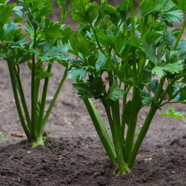 Celery plants growing in dirt