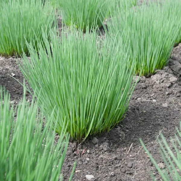Chive plants growing in small areas throughout a garden