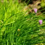 Chives flowering close up