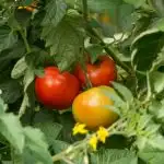 Close up of 2 red tomatoes and a yellow tomato on a vine