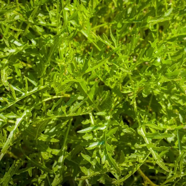 Close up of Arugula plant growing