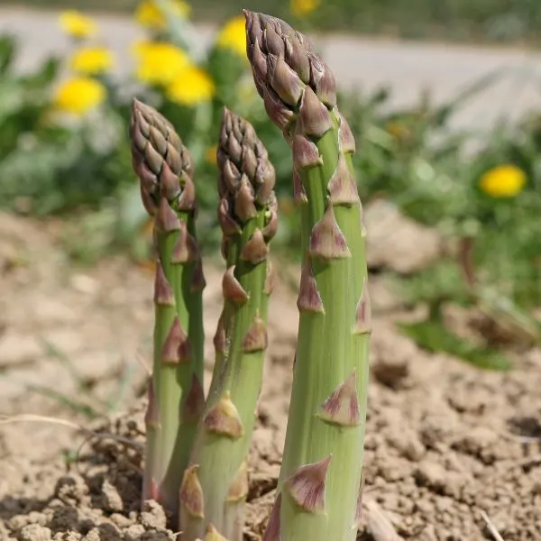 Close up of Asparagus growing out of the ground