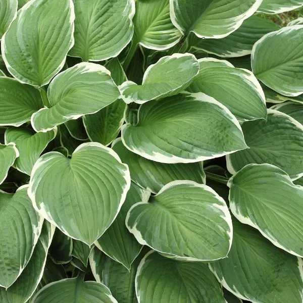 Close up of Hosta leaves
