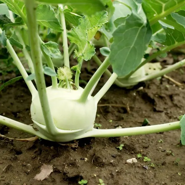 Close up of Kohlrabi growing in a field