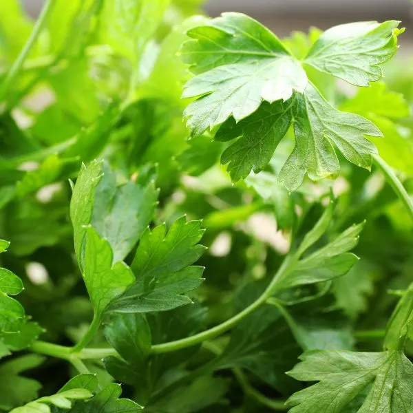 Close up of Parsley plant leaves