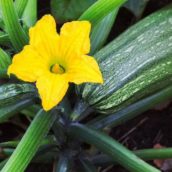 Close up of a flowering Zucchini plant
