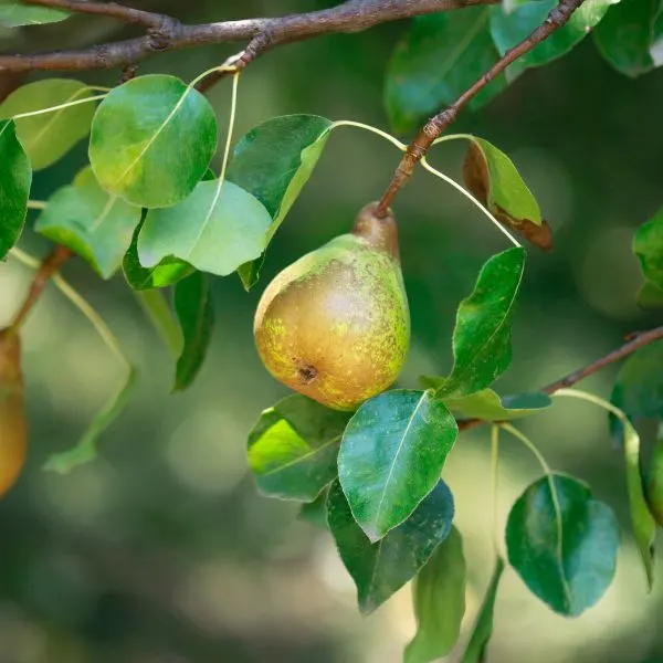 Close up of a pear on a pear tree ready to be picked