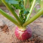 Close up of a single turnip coming out of the ground