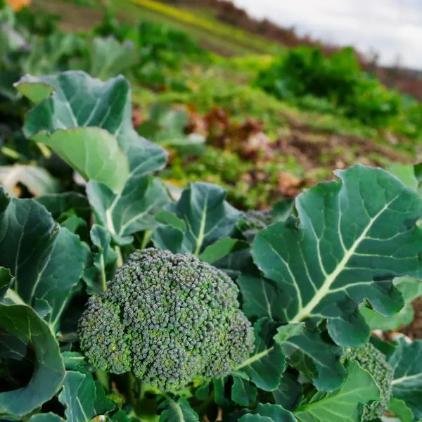 Close up of broccoli plant with field out of focus in the background