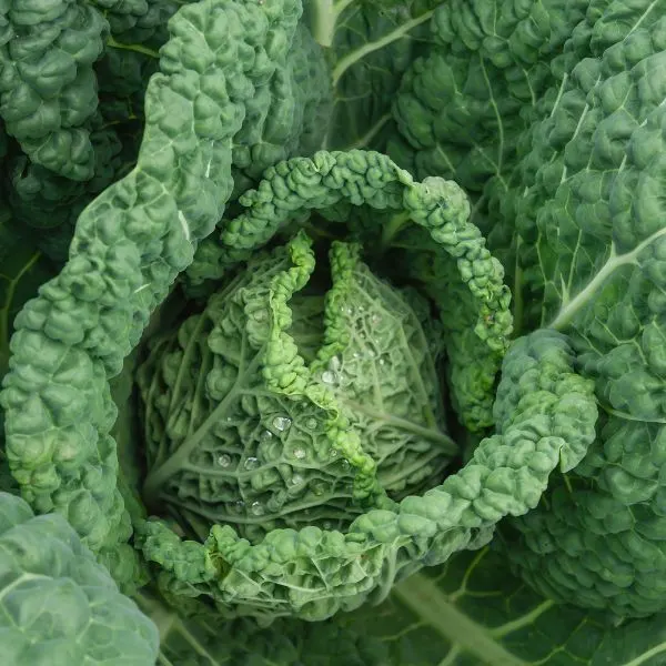Close up of cabbage plant with water droplets on it