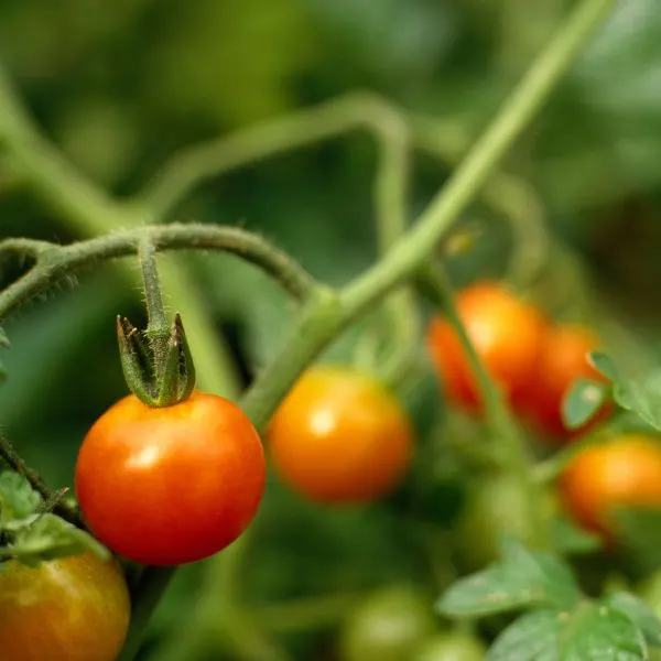 Close up of cherry tomatoes on a vine