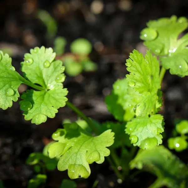 Close up of cilantro leaves with water drops on them