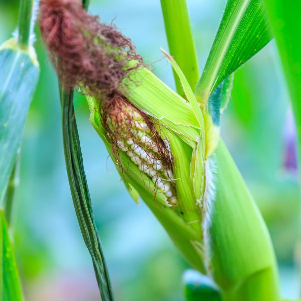 Close up of corn in a husk on a corn stalk