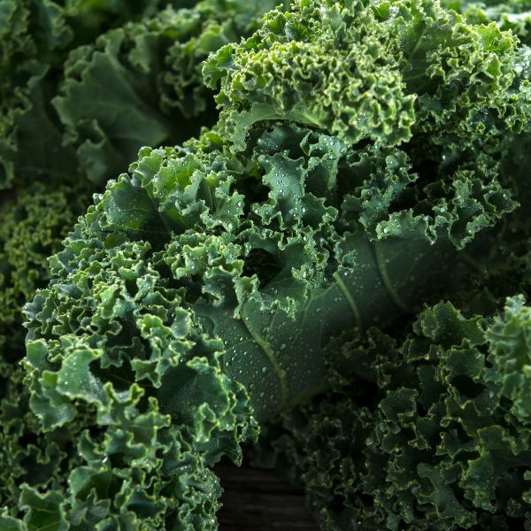 Close up of dark green kale with water droplets on the leaves