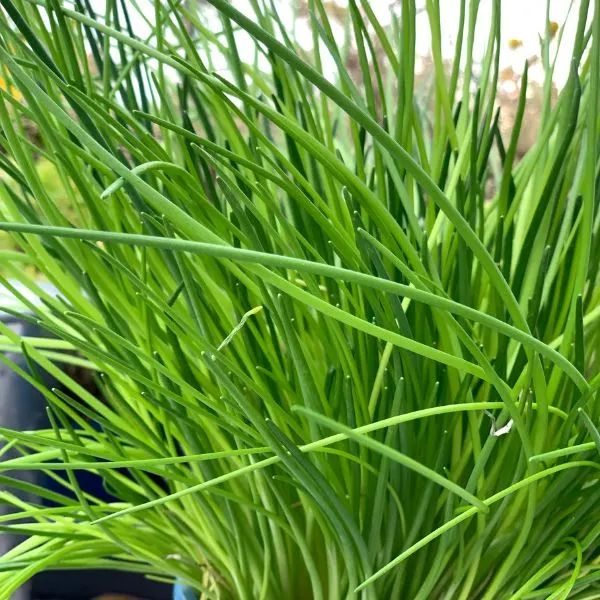 Close up of healthy green chives