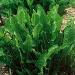 Close up of horseradish plant leaves
