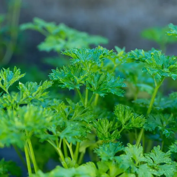Close up of live parsley growing
