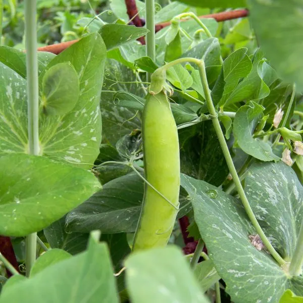 Close up of pea pod handing on plant