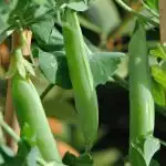 Close up of peas hanging from plant in backyard garden